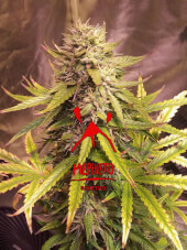 Sour Bubbly Auto