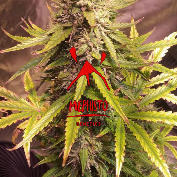 Sour Bubbly Auto