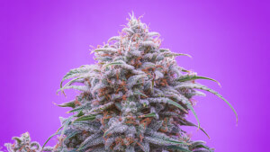 Double Grape Auto