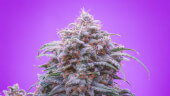 Double Grape Auto