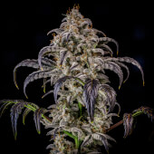 Double Grape Auto