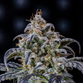 Double Grape Auto