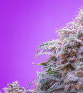 Double Grape Auto
