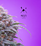 Double Grape Auto