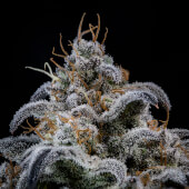 Double Grape Auto