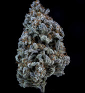 Double Grape Auto