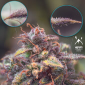 Double Grape Auto