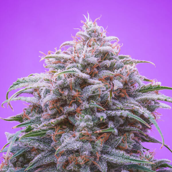 Double Grape Auto
