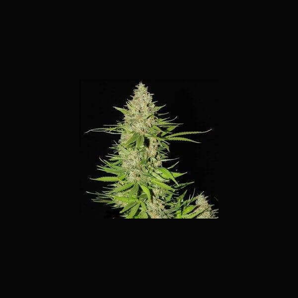Blueberry Gum #2
