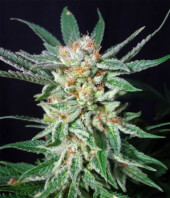 Orange Cinnamon Swirl