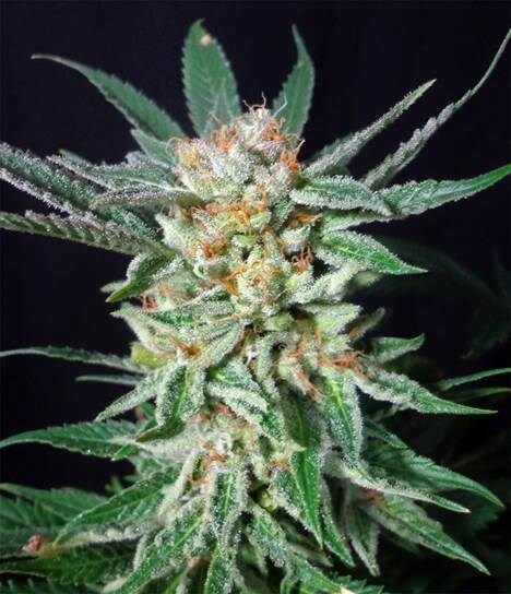 Orange Cinnamon Swirl