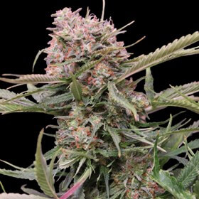 Gigabud Auto