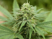 Pineapple Express #2