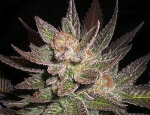 Purple Haze