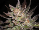 Purple Haze