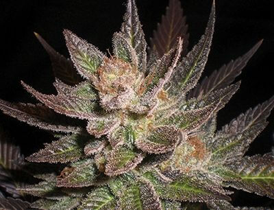 Purple Haze