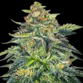 Auto London Cream Cake