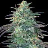 Eggnog OG