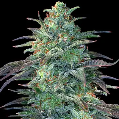 Eggnog OG