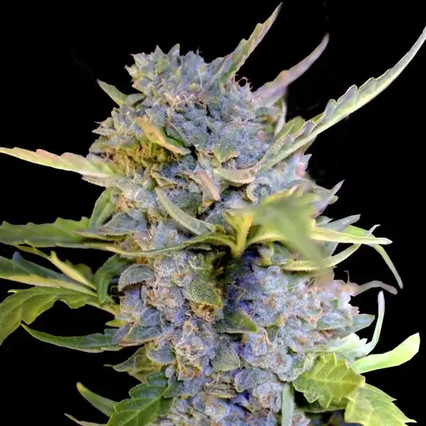 Fro-Yo Auto