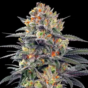Auto Jealous Mary