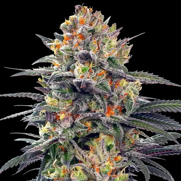 Jealous Mary Auto