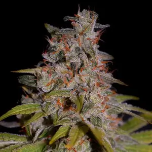 Honey Papaya