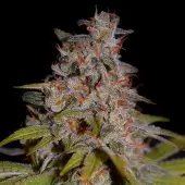 Honey Papaya