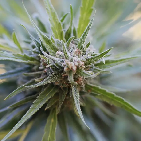 Midnight Kush