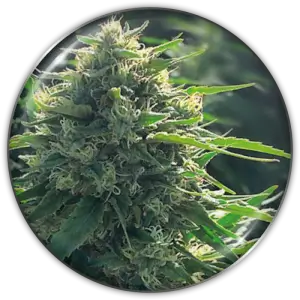BioRelief CBD