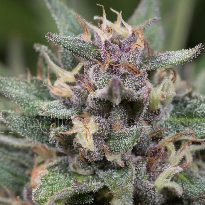 Blue Hell Auto