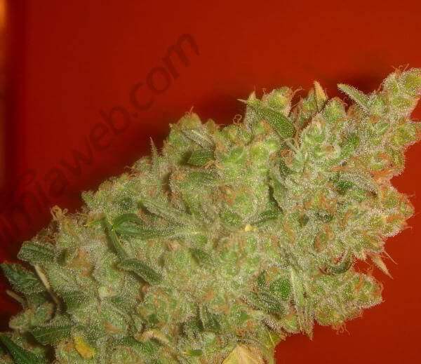Jack la Mota