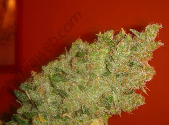 Jack La Mota