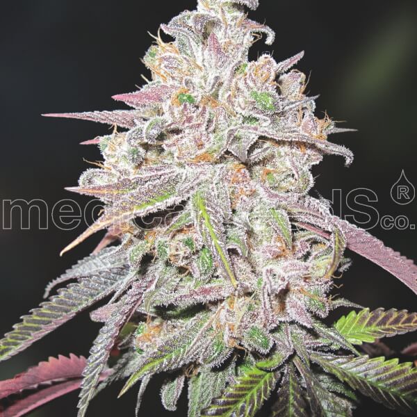 Mendocino Chanel Kush