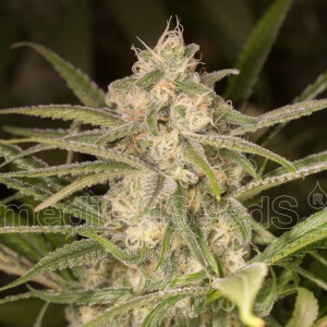 No Name Auto
