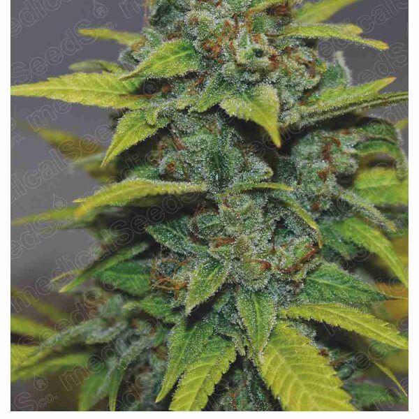 Banana Zkittlez