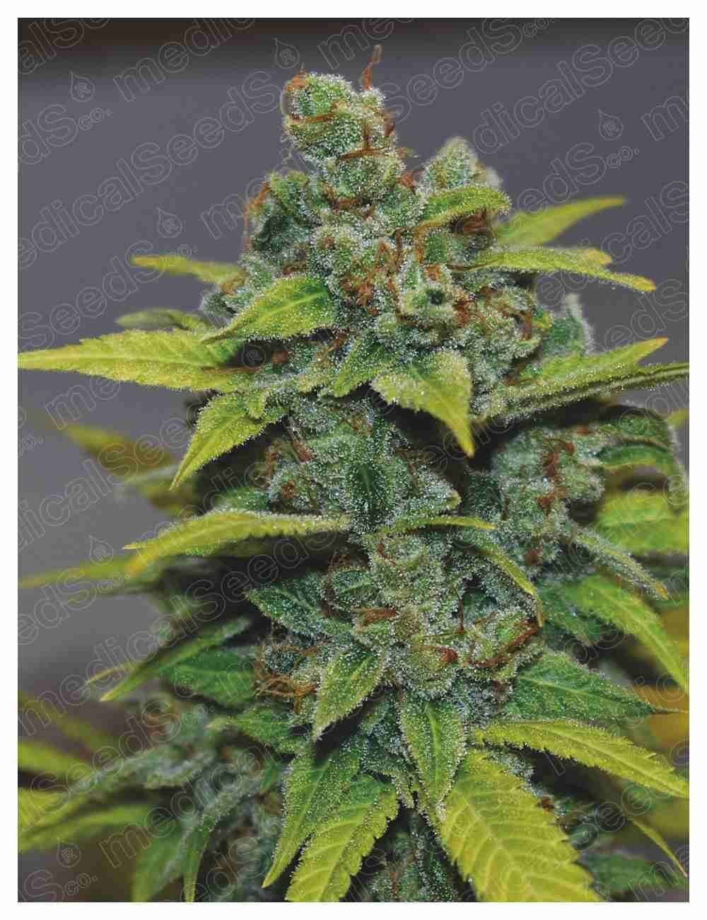 Banana Zkittlez