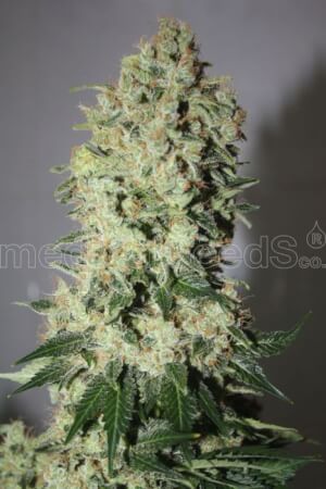 BCN Sour Diesel