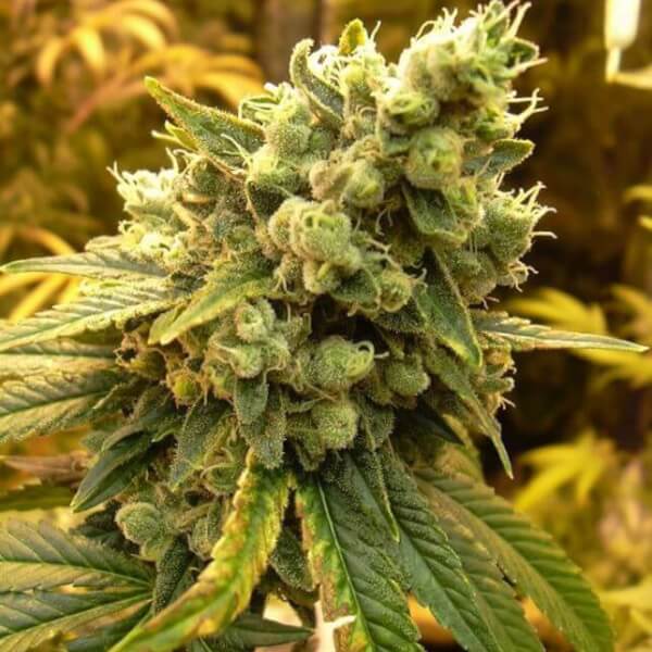 BCN Sour Diesel