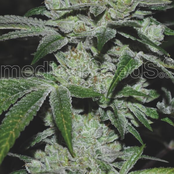 Sour Glue