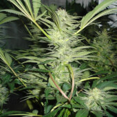 White Widow