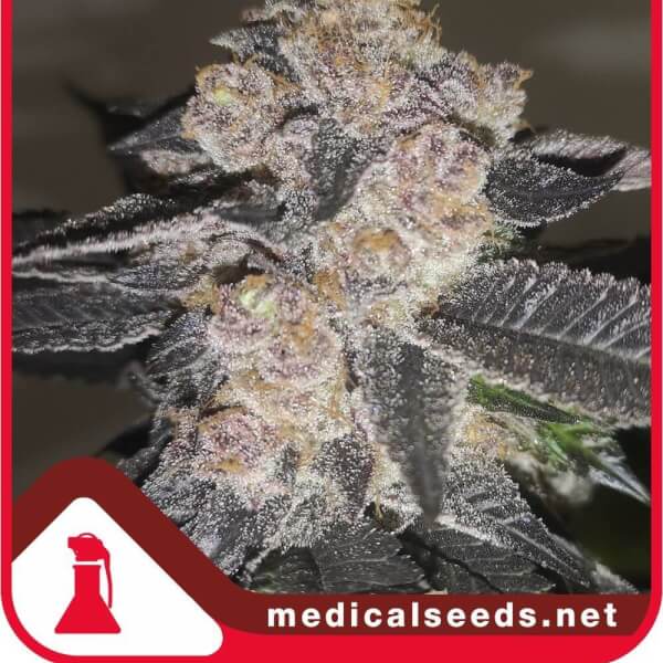 Gelato 242