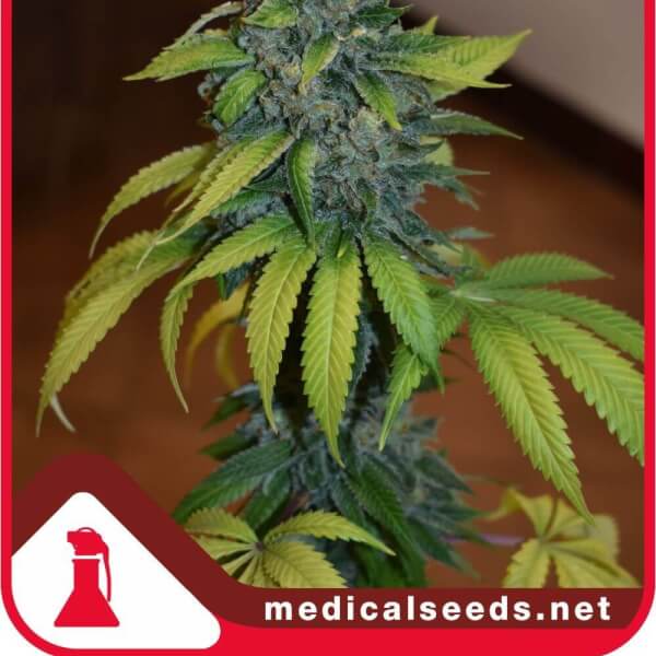 Zkittlez