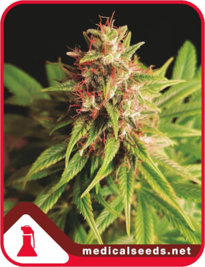 Red Cross CBD