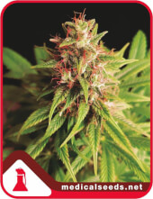 Red Cross CBD
