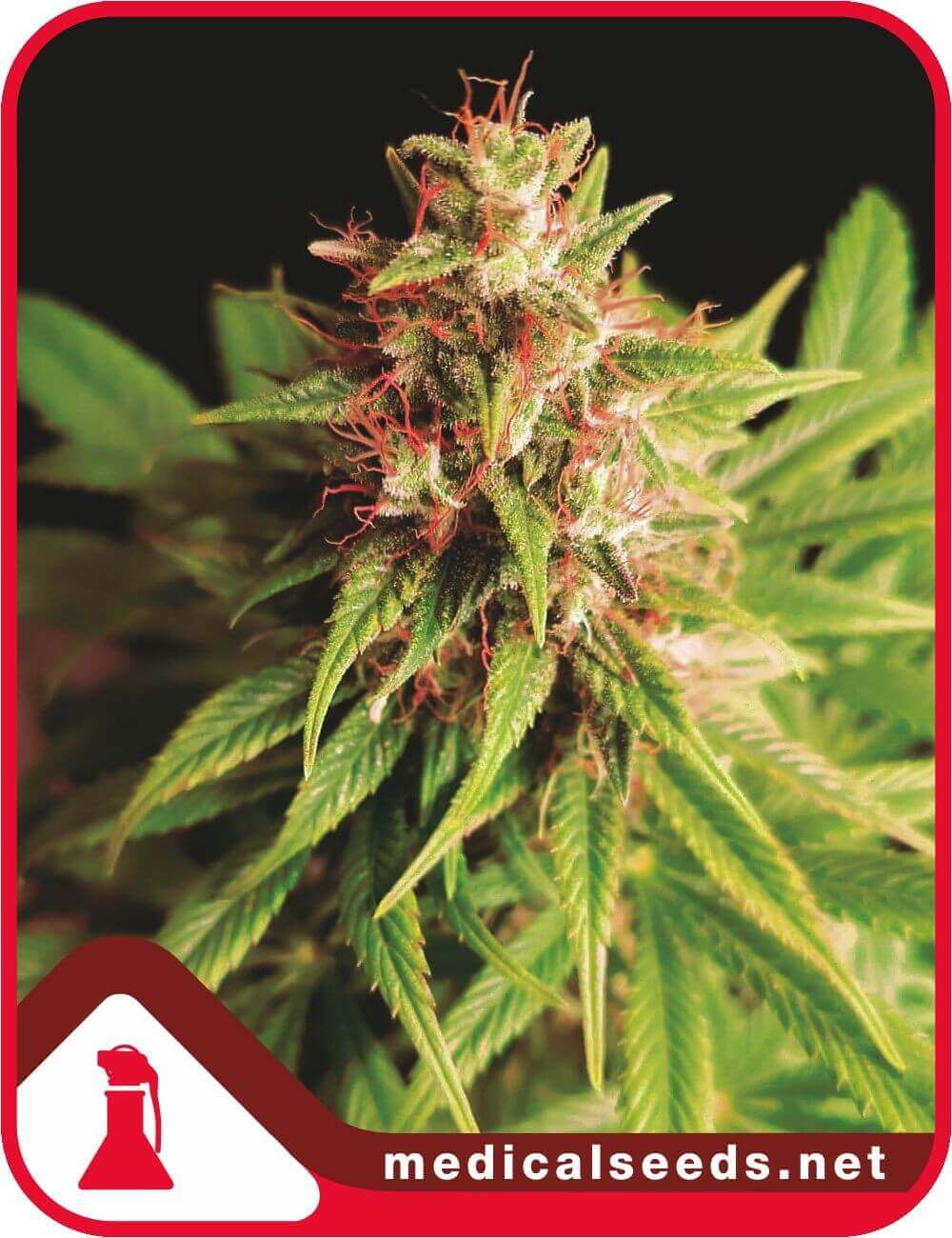 Red Cross CBD