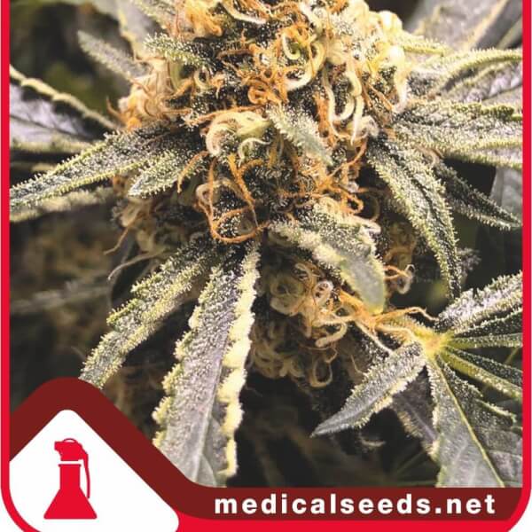 Recovery CBD