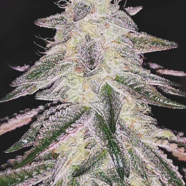 Medical Runntz