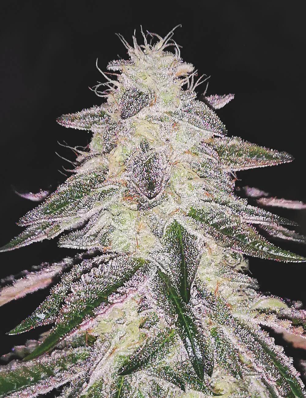 Medical Runntz