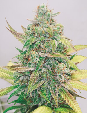 Strawberry Cake CBD